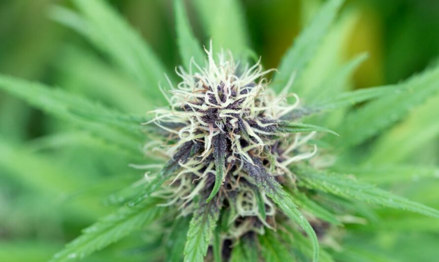 Феминизированные семена конопли и их выращивание