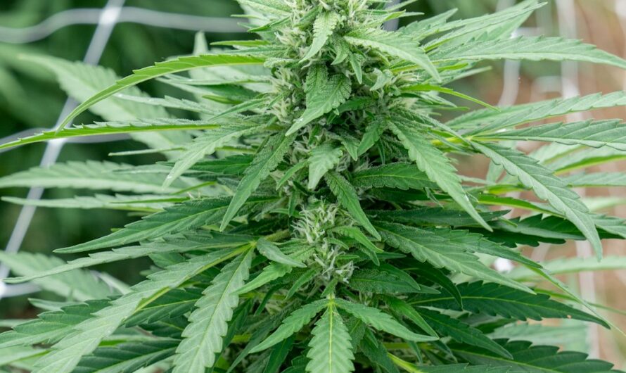 Чуйская конопля и где купить ее семена