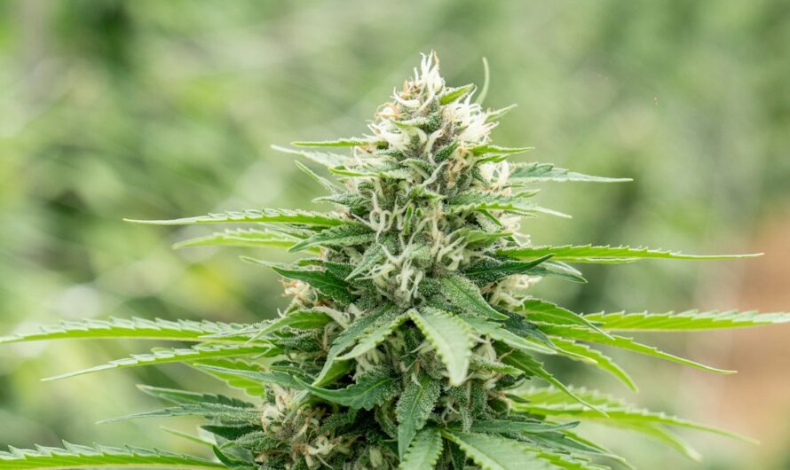Гибридные семена марихуаны свойства и преимущества