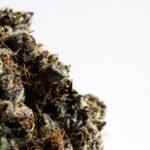 Сорта и виды конопли и их применение img-2239.jpg