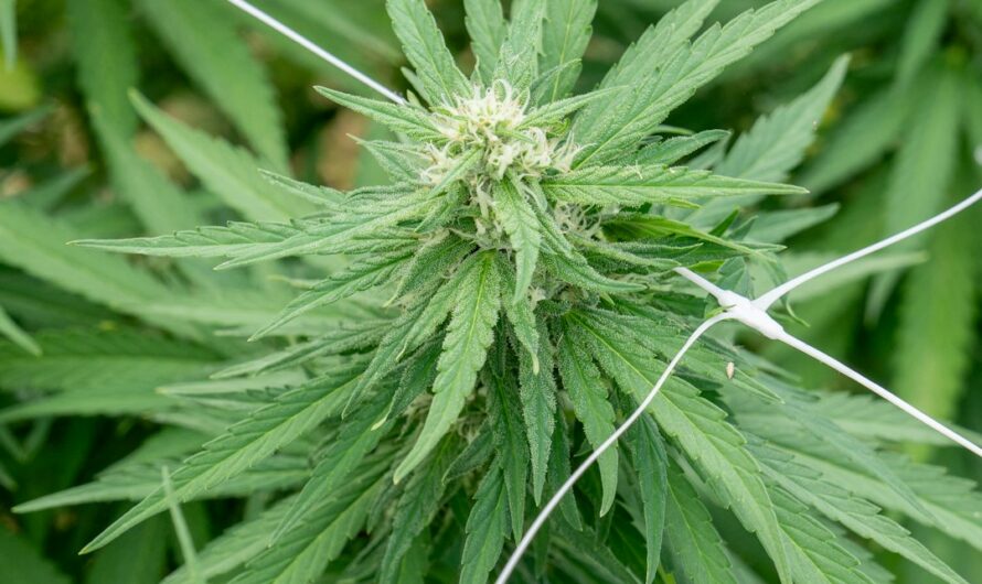 Свойства и параметры Total War Spice