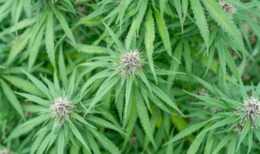 Сорт конопли Nebula II CBD feminised от Paradise Seeds