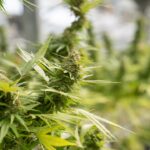 Приобретение гашиша в Рязани img-2251.jpg