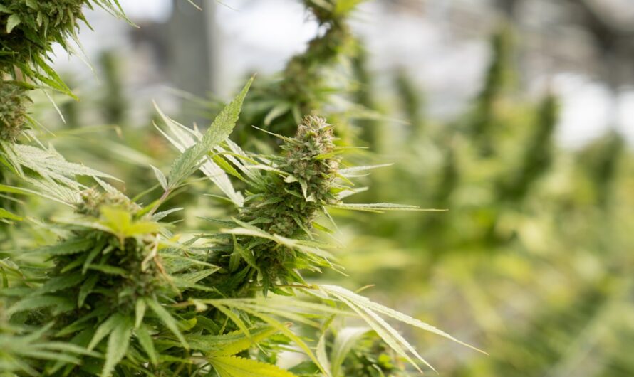 Приобретение гашиша в Рязани