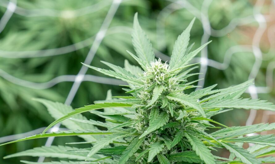 Приобретение семян каннабиса в России: основные аспекты и рекомендации