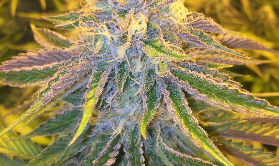 Наркоситуация в Омске и Омской области