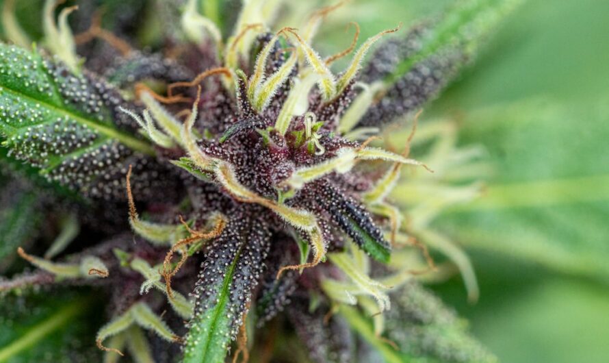 Семена конопли Auto Chuck Chuck feminised от Bang Seeds