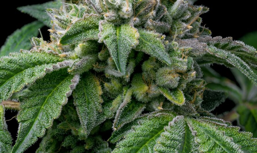 Купить спайс в Перми анонимно и недорого