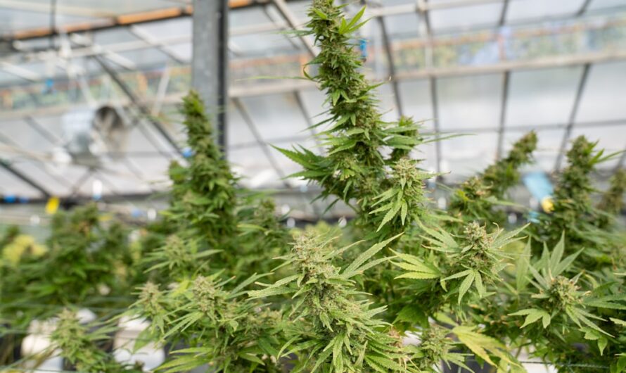 Кракен Даркнет: обширный маркетплейс в даркнете для приобретения наркотических средств