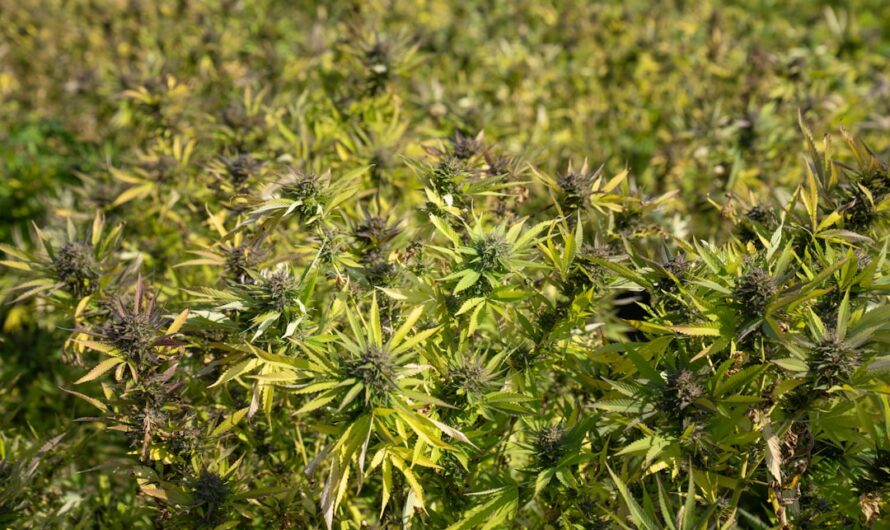 Конопля сатива и ее семена: полное руководство