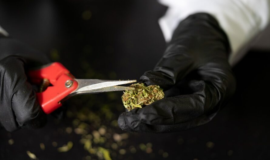 Феминизированные автоцветущие семена конопли: особенности и преимущества использования