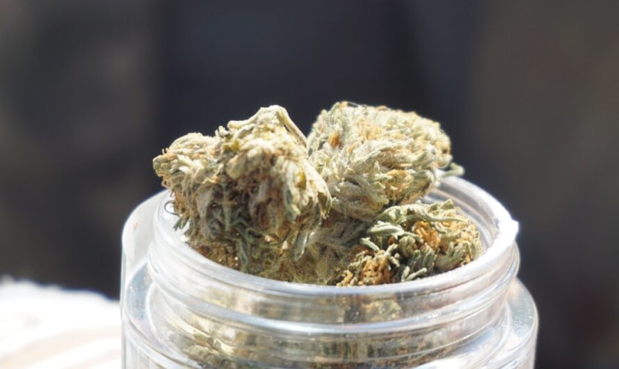 Семена конопли польза и применение в кулинарии и здоровом питании