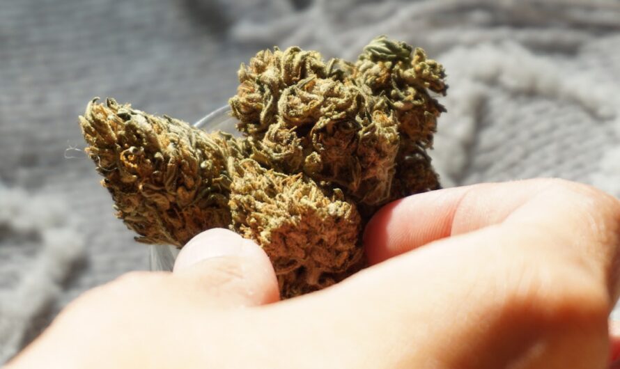 Покупка семян конопли в Луганске и их применение