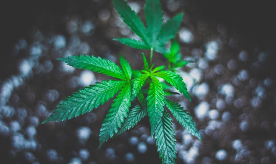 Конопляные семечки полезные свойства и где купить семена конопли