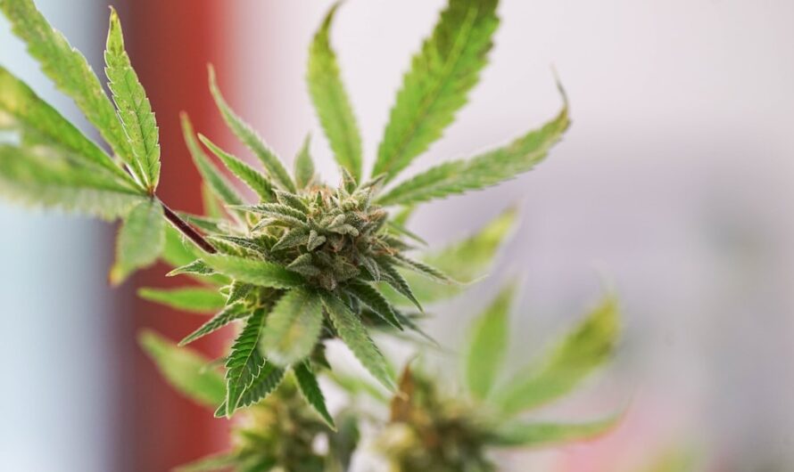 Сорт конопли Swiss Cheese от Nirvana Seeds