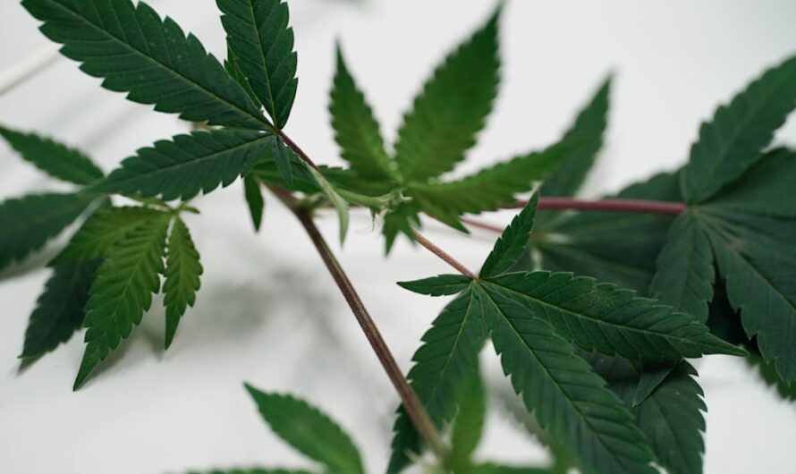 Автоцветущие Семена Конопли: Преимущества и Разновидности