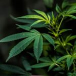 Что такое анаша и ее свойства img-2443.jpg