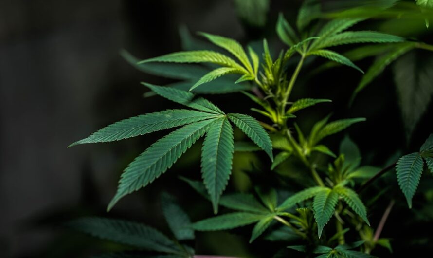 Что такое анаша и ее свойства