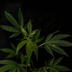 Семена конопли Auto Big Skunk regular от Ganja Seeds img-2456.jpg