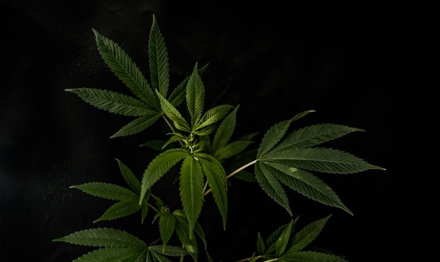 Семена конопли Auto Big Skunk regular от Ganja Seeds