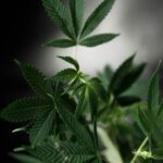 Купить семена конопли в Ижевске img-2460.jpg