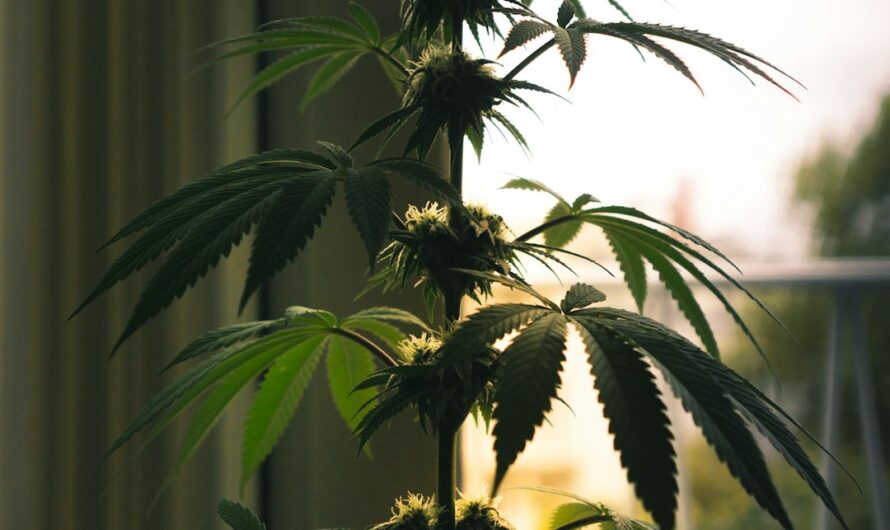 Прорастание семян конопли сроки и условия для оптимального роста