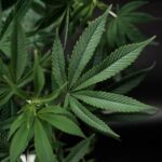 Автоцветущие Феминизированные Семена Конопли: Идеальный Выбор для Гроверов img-2472.jpg