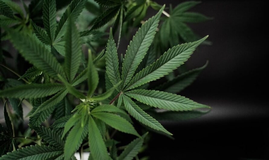 Автоцветущие Феминизированные Семена Конопли: Идеальный Выбор для Гроверов