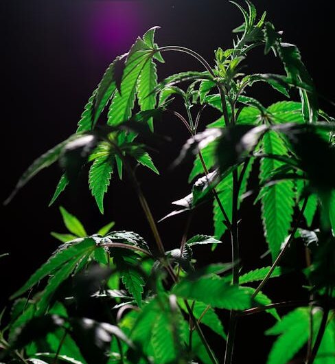 Белок конопли свойства и преимущества использования