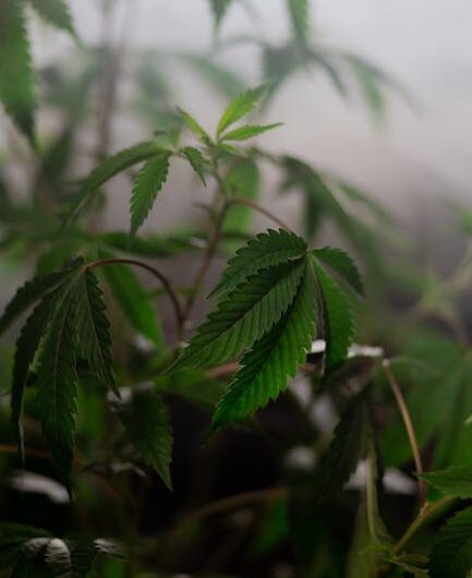 Подвески из марихуаны и аксессуары к ним