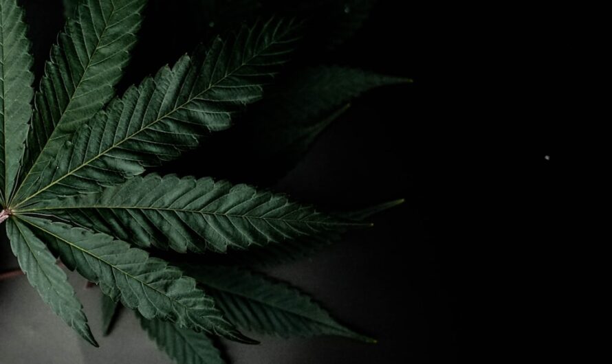 LSD магнитола что это такое и где купить