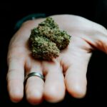 Сорт конопли Lowgold от Ganja Seeds img-2500.jpg