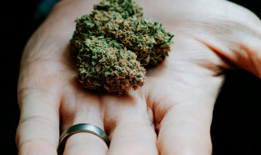 Сорт конопли Lowgold от Ganja Seeds