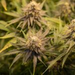 Где купить семена конопли и как выбрать подходящий вариант img-2515.jpg