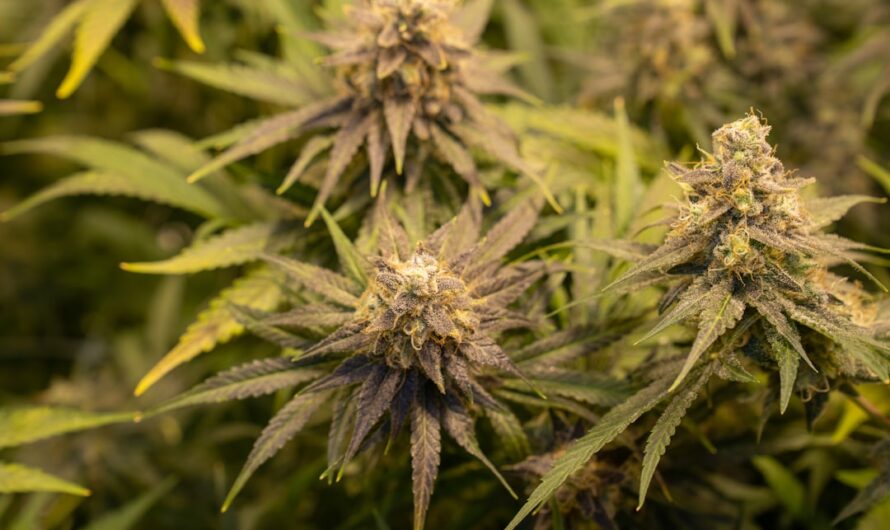 Где купить семена конопли и как выбрать подходящий вариант