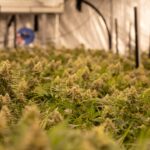 Семинары по выращиванию конопли img-2517.jpg