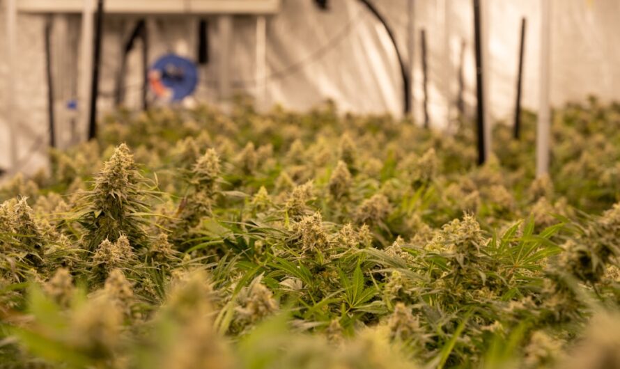 Семинары по выращиванию конопли