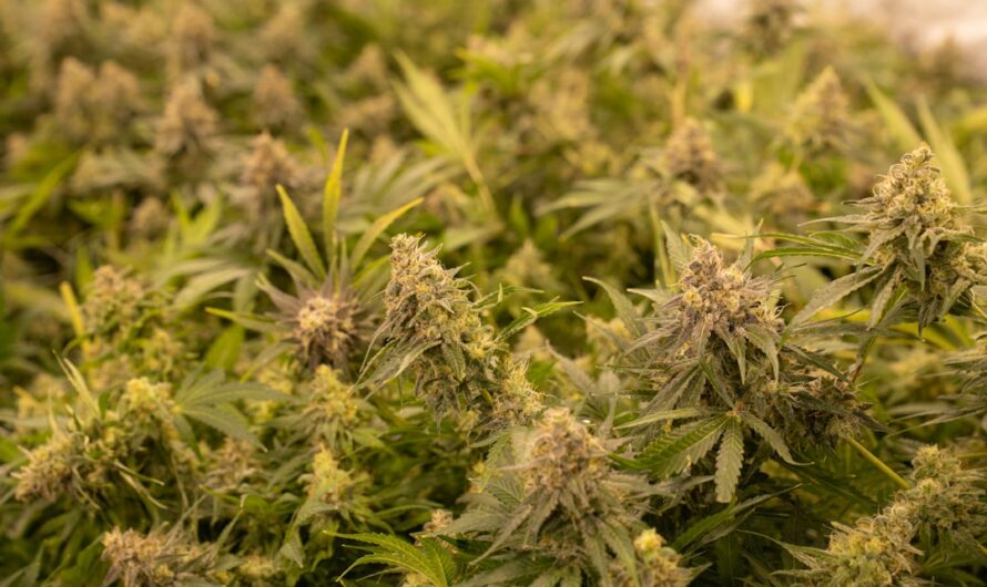 Свойства и стоимость семян конопли