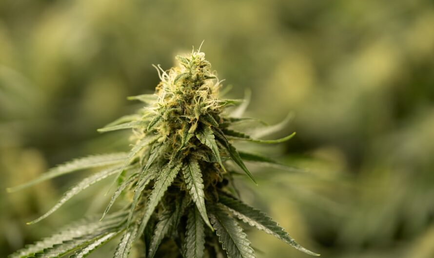 Лампы для выращивания марихуаны