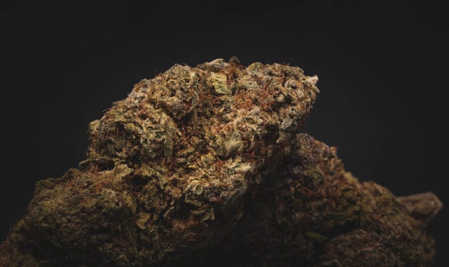 Техническая конопля свойства и выбор семян для выращивания