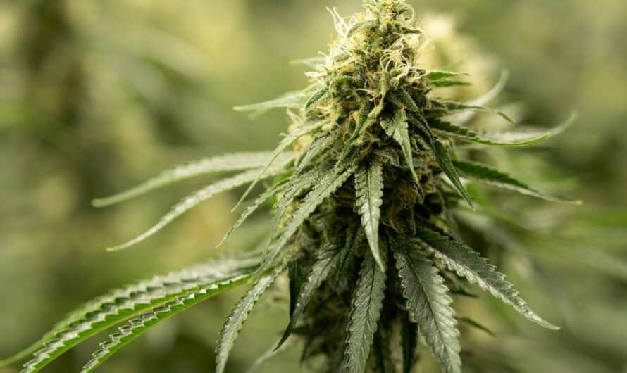 Сорта и виды марихуаны и конопли