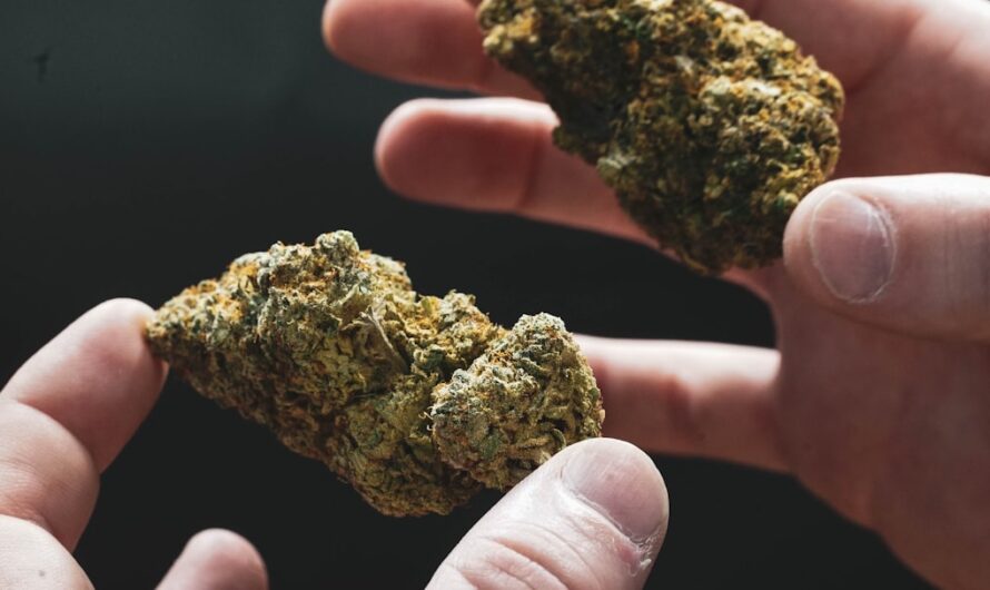 Покупка семян конопли и их использование