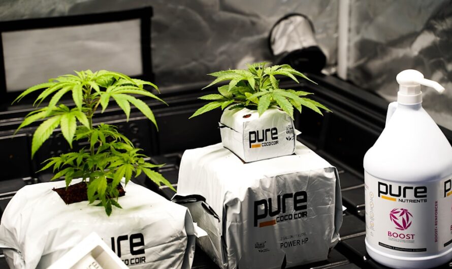 Что такое спайс и его влияние на организм