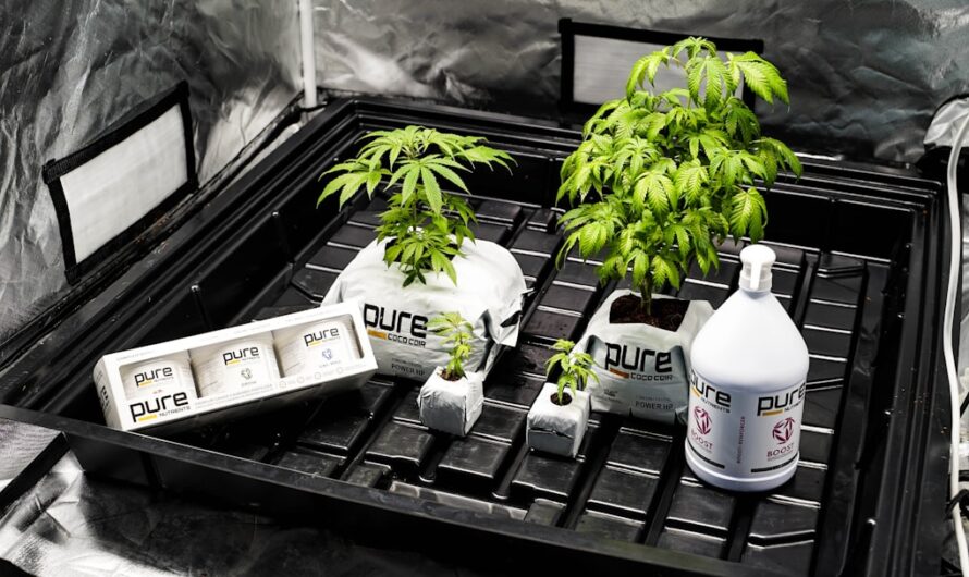 Конопляное масло и его польза для здоровья