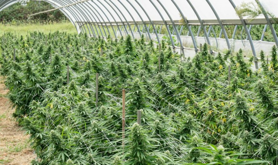 Выращивание Марихуаны из Семян Пошаговое Руководство