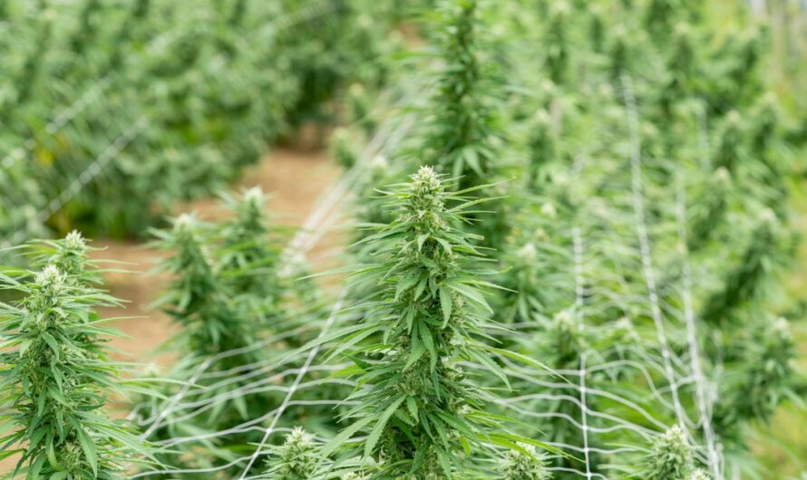 Полезные свойства семян конопли и их использование в питании и оздоровлении организма