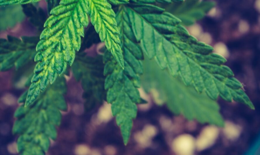 Проблема наркозависимости в Челябинске