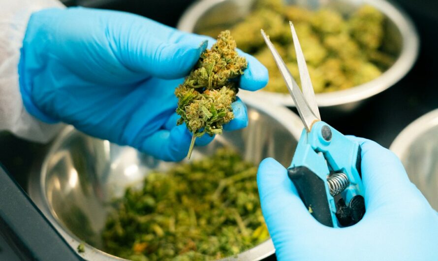 Свойства и применение семян конопли