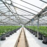 Купить марихуану и семена конопли оптом в России img-2700.jpg