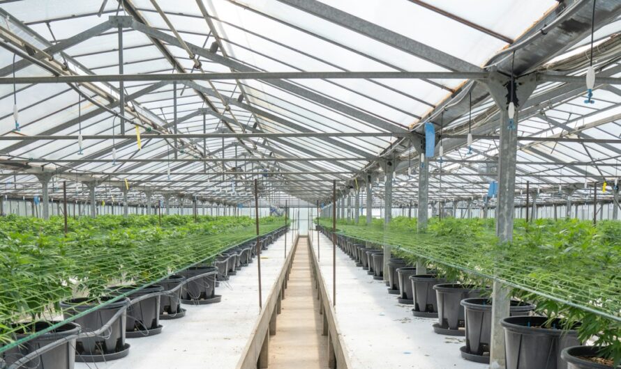 Купить марихуану и семена конопли оптом в России